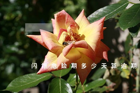 闪银危险期多少天算逾期 闪银危险期多少天算逾期