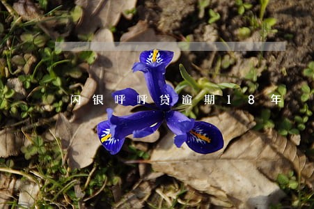 闪银呼呼贷逾期18年 闪银呼呼贷逾期18年