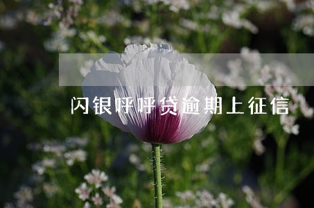 闪银呼呼贷逾期上征信 闪银呼呼贷逾期上征信