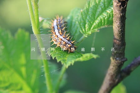 闪银呼呼贷逾期不还 闪银呼呼贷逾期不还
