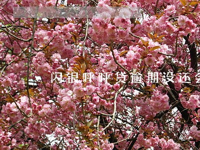 闪银呼呼贷逾期没还会怎样