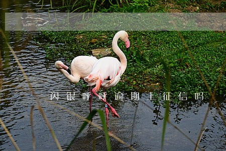 闪银呼呼逾期上征信吗