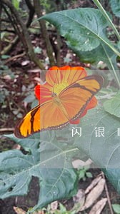 闪银呼呼逾期几天上传征信 闪银呼呼逾期几天上传征信
