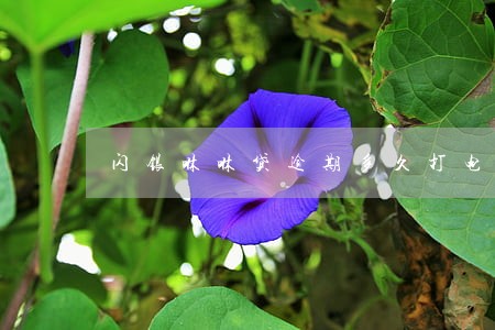 闪银咻咻贷逾期多久打电话 闪银咻咻贷逾期多久打电话