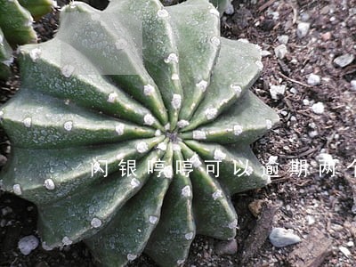 闪银哼哼可以逾期两个月吗 闪银哼哼可以逾期两个月吗