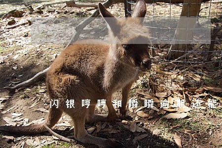 闪银哼哼和瞬瞬逾期还能再借 闪银哼哼和瞬瞬逾期还能再借