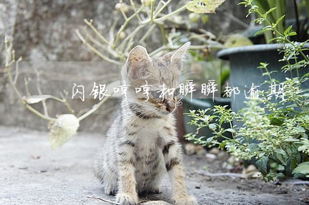 闪银哼哼和瞬瞬都逾期 闪银哼哼和瞬瞬都逾期