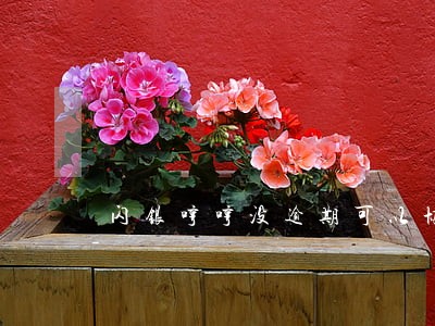 闪银哼哼没逾期可以协商延期吗