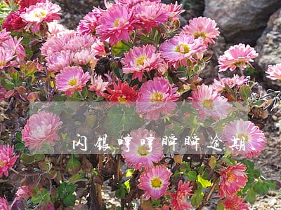 闪银哼哼瞬瞬逾期