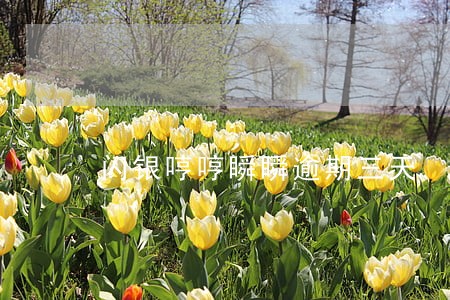 闪银哼哼瞬瞬逾期三天 闪银哼哼瞬瞬逾期三天