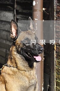 闪银哼哼瞬瞬逾期几天出延期 闪银哼哼瞬瞬逾期几天出延期