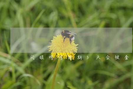 闪银哼哼逾期3天会被套路吗 闪银哼哼逾期3天会被套路吗