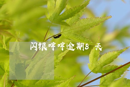 闪银哼哼逾期8天 闪银哼哼逾期8天