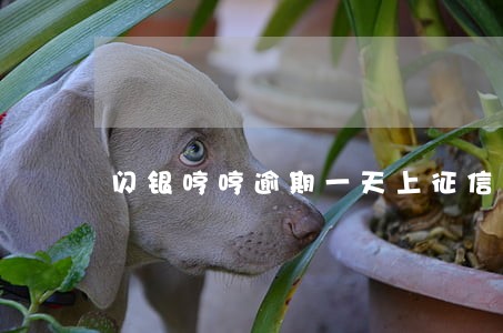 闪银哼哼逾期一天上征信不 闪银哼哼逾期一天上征信不
