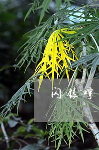 闪银哼哼逾期一天接到电话 闪银哼哼逾期一天接到电话