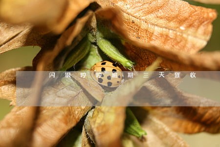 闪银哼哼逾期三天催收 闪银哼哼逾期三天催收