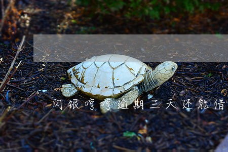 闪银哼哼逾期三天还能借吗 闪银哼哼逾期三天还能借吗