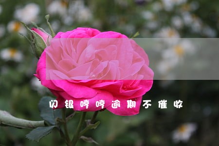 闪银哼哼逾期不催收 闪银哼哼逾期不催收