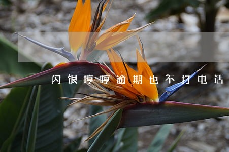 闪银哼哼逾期也不打电话 闪银哼哼逾期也不打电话