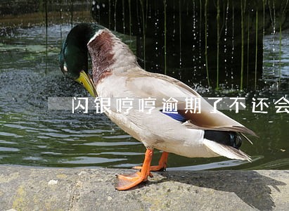 闪银哼哼逾期了不还会怎么样 闪银哼哼逾期了不还会怎么样
