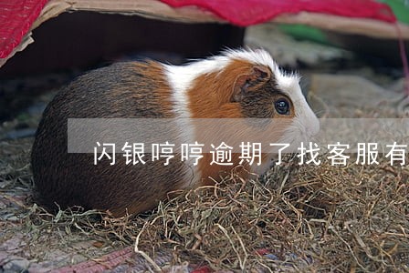 闪银哼哼逾期了找客服有没有用 闪银哼哼逾期了找客服有没有用