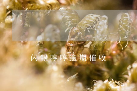 闪银哼哼逾期催收 闪银哼哼逾期催收