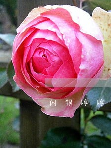 闪银哼哼逾期几天了 闪银哼哼逾期几天了