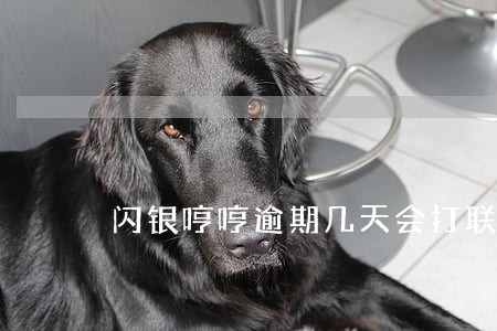 闪银哼哼逾期几天会打联系人 闪银哼哼逾期几天会打联系人