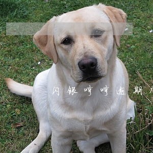 闪银哼哼逾期几天开延期 闪银哼哼逾期几天开延期