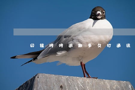 闪银哼哼逾期多久打通讯录 闪银哼哼逾期多久打通讯录