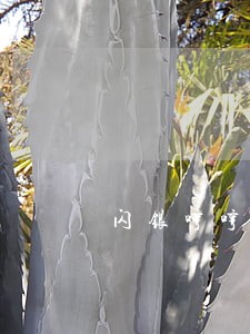 闪银哼哼逾期多久爆 闪银哼哼逾期多久爆