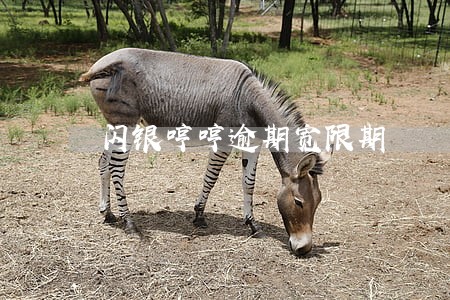 闪银哼哼逾期宽限期 闪银哼哼逾期宽限期