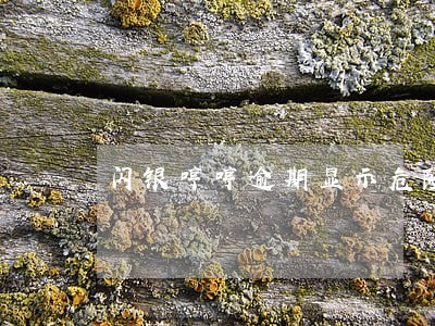 闪银哼哼逾期显示危险期 闪银哼哼逾期显示危险期