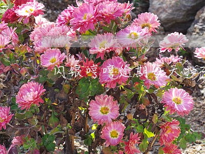 闪银哼哼逾期每天扣多少罚息
