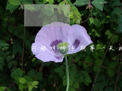 闪银哼哼逾期第一天机器催收