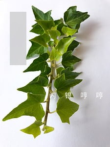闪银哼哼逾期至尊关闭 闪银哼哼逾期至尊关闭