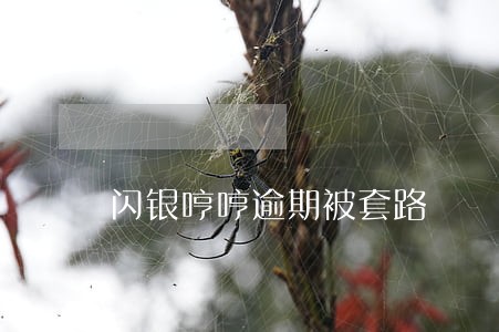 闪银哼哼逾期被套路 闪银哼哼逾期被套路