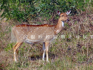闪银哼哼逾期还可以借吗 闪银哼哼逾期还可以借吗