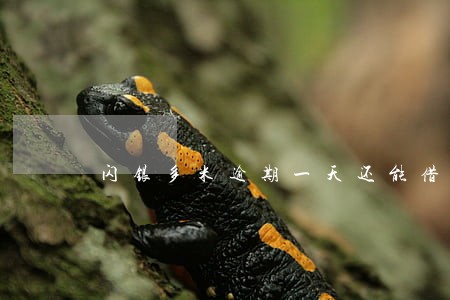 闪银多米逾期一天还能借吗 闪银多米逾期一天还能借吗