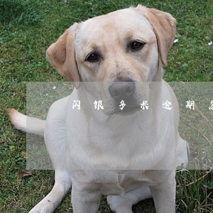 闪银多米逾期怎么办 闪银多米逾期怎么办
