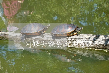 闪银大额贷逾期催收 闪银大额贷逾期催收
