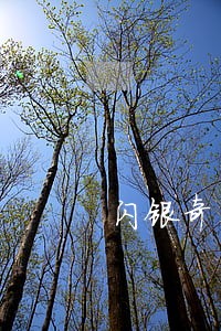 闪银奇异可以逾期几天 闪银奇异可以逾期几天