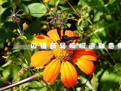 闪银奇异瞬瞬逾期费用高吗 闪银奇异瞬瞬逾期费用高吗