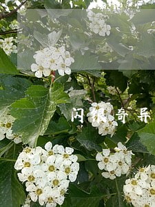 闪银奇异逾期2年 闪银奇异逾期2年