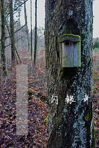 闪银奇异逾期5天还能借嘛