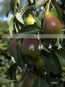 闪银奇异逾期一天怎么还款 闪银奇异逾期一天怎么还款