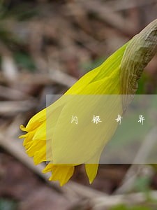 闪银奇异逾期了会催收嘛 闪银奇异逾期了会催收嘛