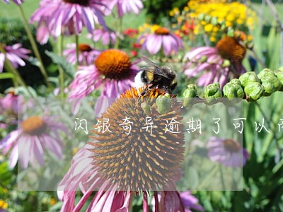 闪银奇异逾期了可以商量 闪银奇异逾期了可以商量