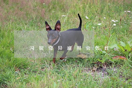 闪银奇异逾期会轰炸 闪银奇异逾期会轰炸