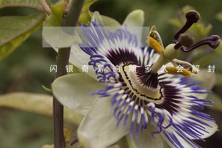 闪银奇异逾期多久会解封 闪银奇异逾期多久会解封
